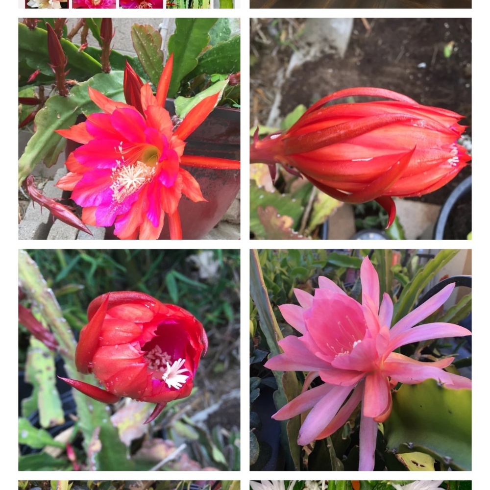 Amazing Orchid Cactus Plant.- Surprise Mixed of Vibrant Colors - Picture 8 of 12